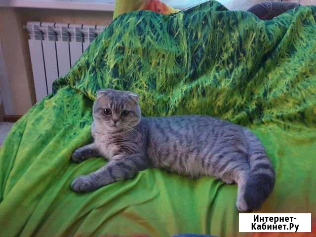 Кот для вязки Воронеж - изображение 1