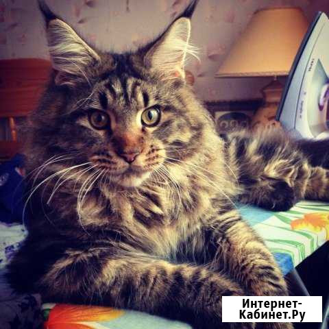 Мейн-кун. Вязка с котом Видное - изображение 1