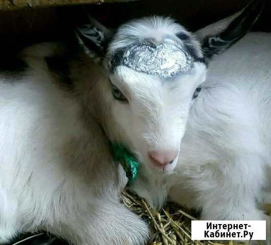 Обезроживание козлят Пенза - изображение 1