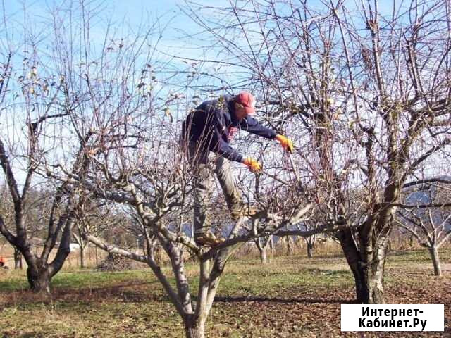 Обрезка фруктовых деревьев, винограда Азов - изображение 1