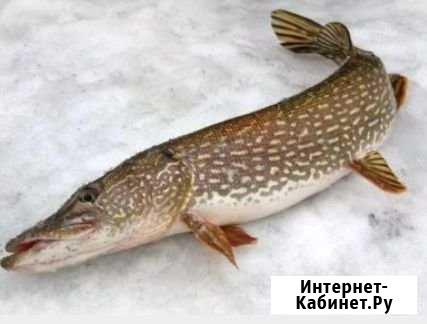Зимняя рыбалка Корткерос - изображение 1