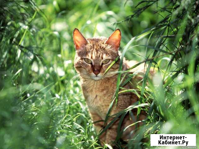Передержка кошки Краснодар - изображение 1