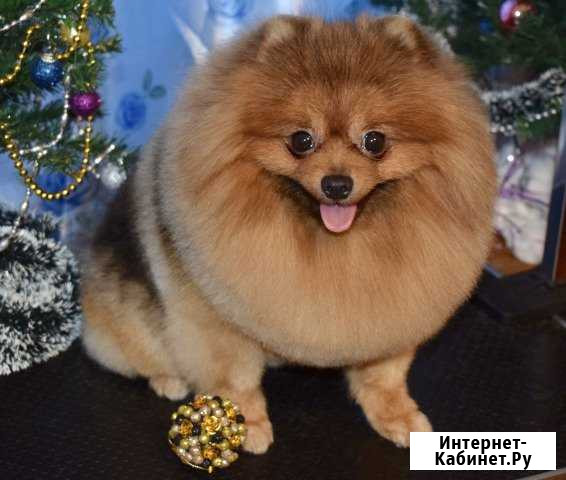 Груминг. Стрижка собак и кошек Дмитров - изображение 1