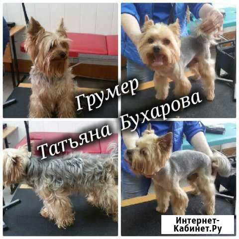 Стрижка собак и кошек без наркоза и обездвиживания Тольятти - изображение 1