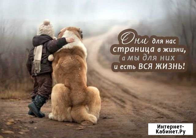Дрессировка. Коррекция поведения Норильск - изображение 1