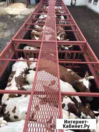 Скотовоз Перевозка Скота Рязань