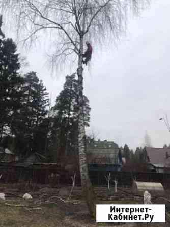 Обрезка, Спил, Укрепление деревьев Москва