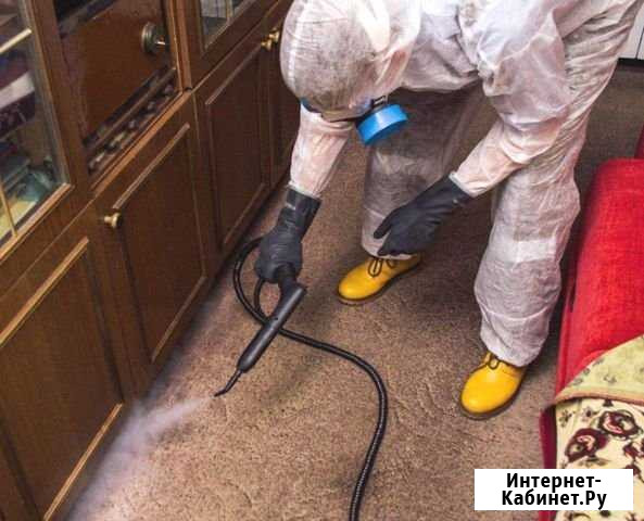 Уничтожение клопов, тараканов Красноярск - изображение 1