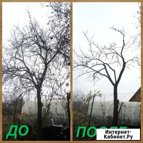 Спил и обрезка плодовых деревьев.Коломна Коломна - изображение 1