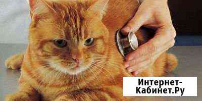 Стерилизация кошек Ижевск