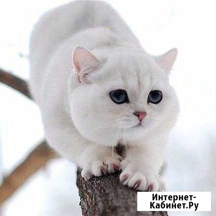 Передержка кошек Ульяновск - изображение 1