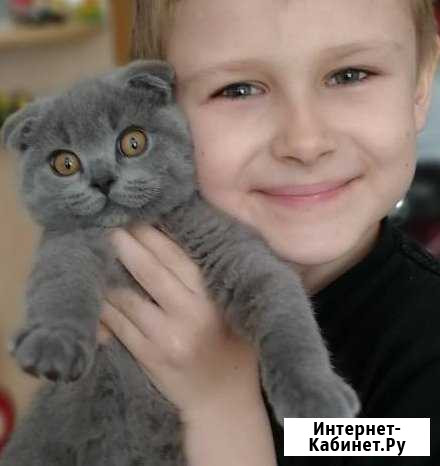 Вязка с вислоухим Шотландцем Красноярск - изображение 1