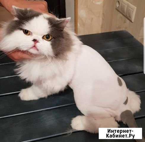Стрижка кошек Сочи - изображение 1