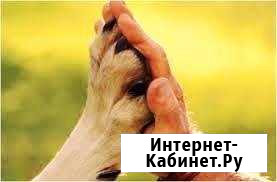 Дрессировка собак, зоопсихолог Казань - изображение 1
