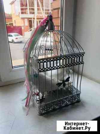 Pigeon cage Armavir