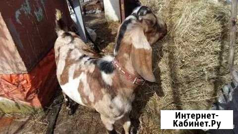 Нубийские луннопятнистые козлы продажа, вязка Буздяк - изображение 1