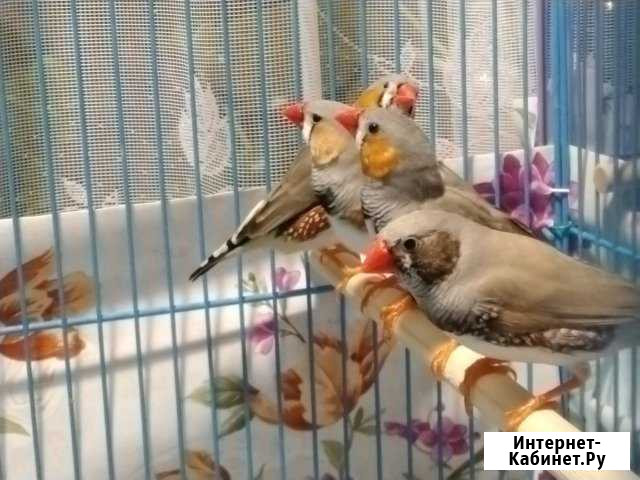 Передержка амадин, содержание Ухта - изображение 1