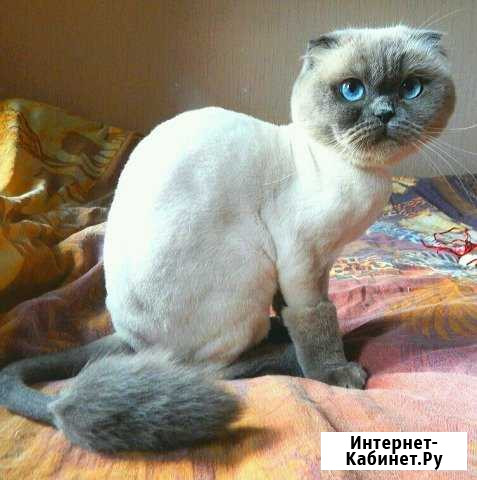 Стрижка котов и кошек Волгоград - изображение 1