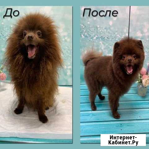 Стрижка собак и кошек Новосибирск - изображение 1