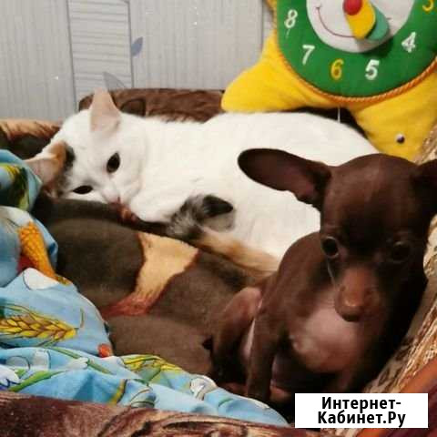 Передержка кошек Королев - изображение 1