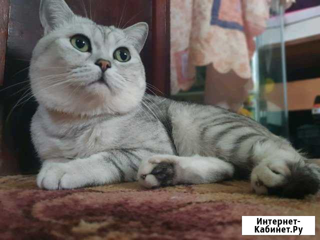 Котик на вязку Белореченск - изображение 1