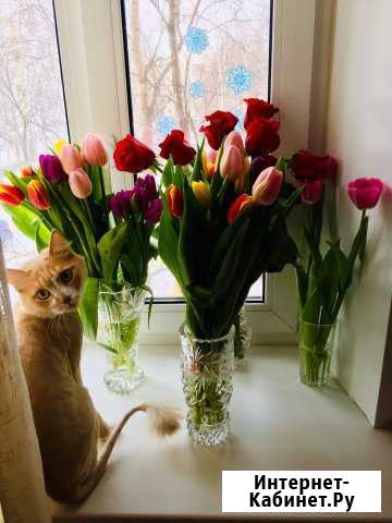 Стрижка кошек и котов Сургут - изображение 1