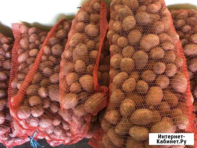 Картофель Ангарск - изображение 1