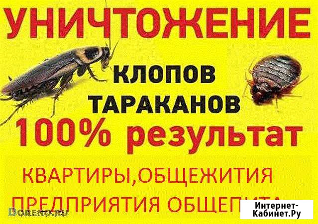Уничтожение клопов, тараканов, короеда, грызунов Барнаул - изображение 1