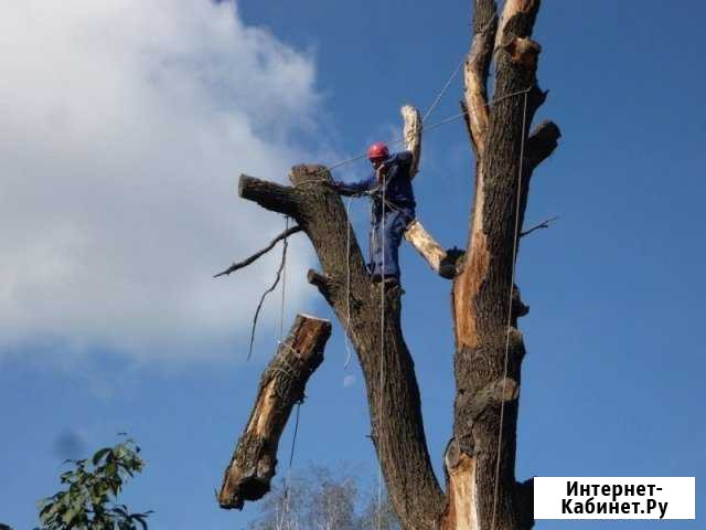 Профессиональная валка деревьев Сочи - изображение 1