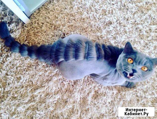 Стрижка кошек и собак Белгород - изображение 1
