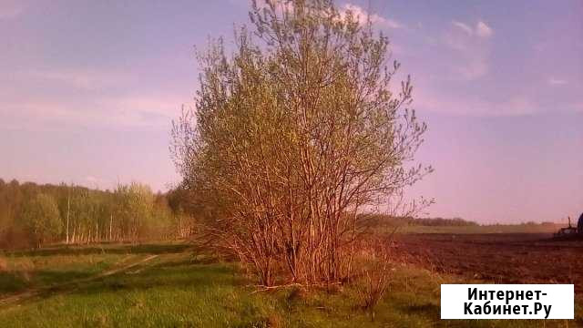 Участок ИЖС 36 сот. на продажу в Ржанице Ржаница - изображение 1