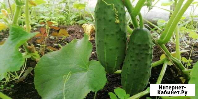 Участок СНТ, ДНП 8 сот. на продажу в Перми Пермь - изображение 1