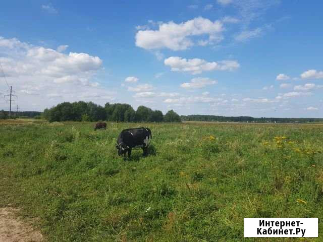 Участок СНТ, ДНП 100 сот. на продажу в Богородске Богородск - изображение 1