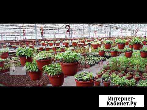 Помещение свободного назначения(теплица) 1200 кв.м. Люберцы