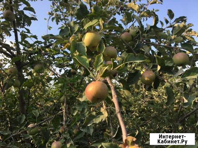 Участок СНТ, ДНП 4 сот. на продажу в Севастополе Севастополь - изображение 1