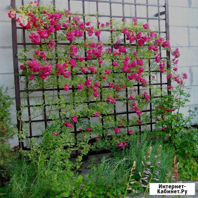 Шпалеры для вьющихся растений по размерам заказчика Лобня - изображение 4