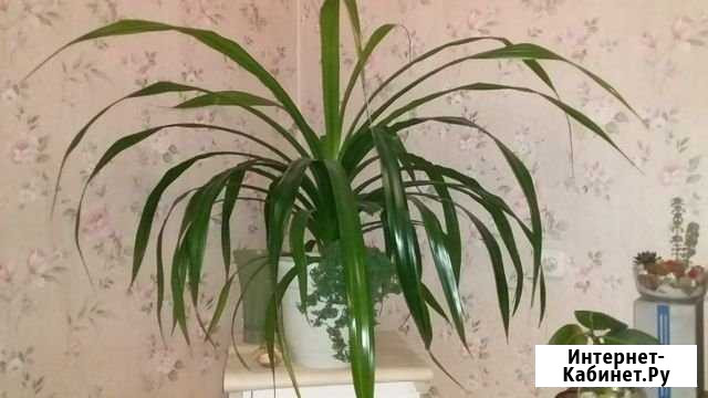 Панданус Шахты - изображение 1