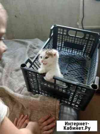 Кошки Самара