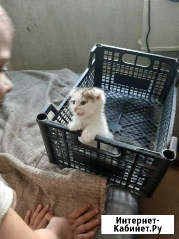 Кошки Самара - изображение 1