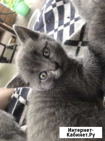 Продам британских котят Губкин - изображение 1