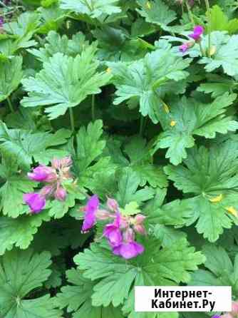 Герань вечнозеленая Краснодар