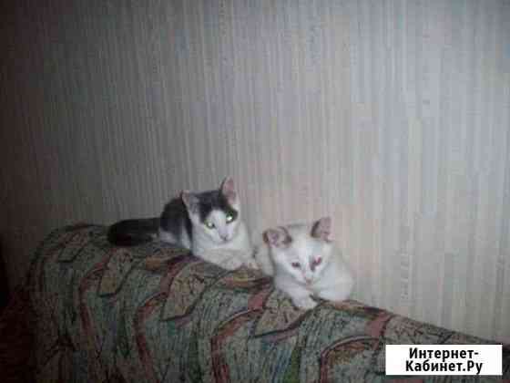 2 котика (3.5 месяца и 3 месяца) Йошкар-Ола