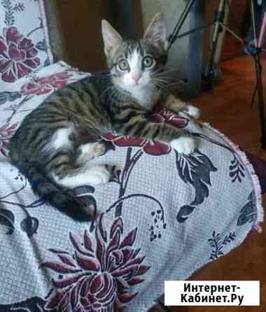 Котенок Вологда