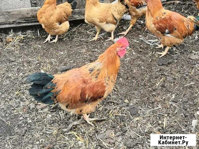 Петухи породы Кучинской Юбилейной Набережные Челны - изображение 1