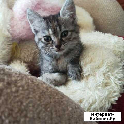 Малявочка Батайск - изображение 1