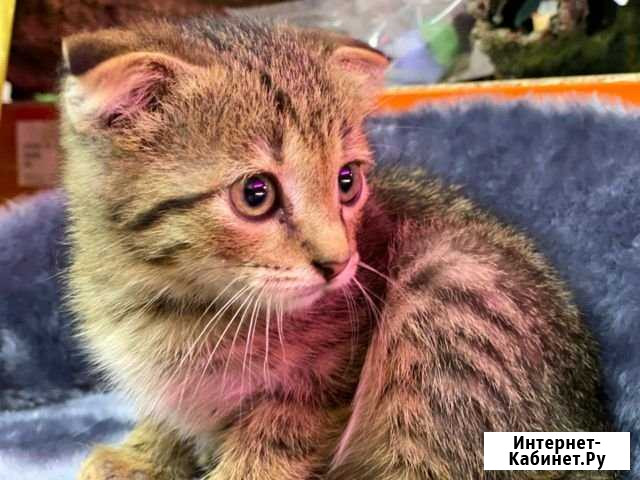 Котенок Анапа - изображение 1