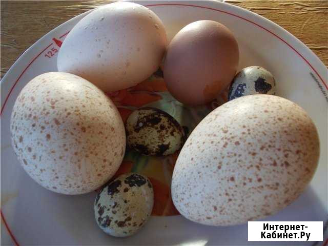 Яйца куриные, индюшиные, цесарки Сертолово - изображение 1