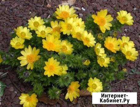 Адонис весенний и другие садовые Красноуфимск - изображение 1