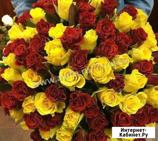 Розы желтые с красными 101 шт- 50см-за3500 Краснодар - изображение 1