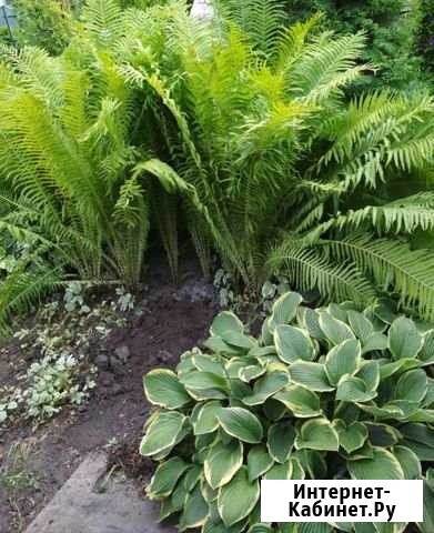 Папоротник. Хоста Омск - изображение 1